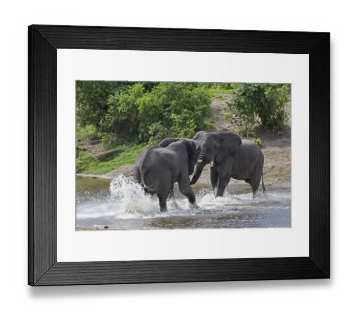 Framed Print : African Elephant (Loxodonta africana) two immature males, sparring in water, Savuti River, Savute, Chobe N. P. Botswana Framed Print : African Elephant (Loxodonta africana) two immature males, sparring in water, Savuti River, Savute, Chobe N. P. Botswana