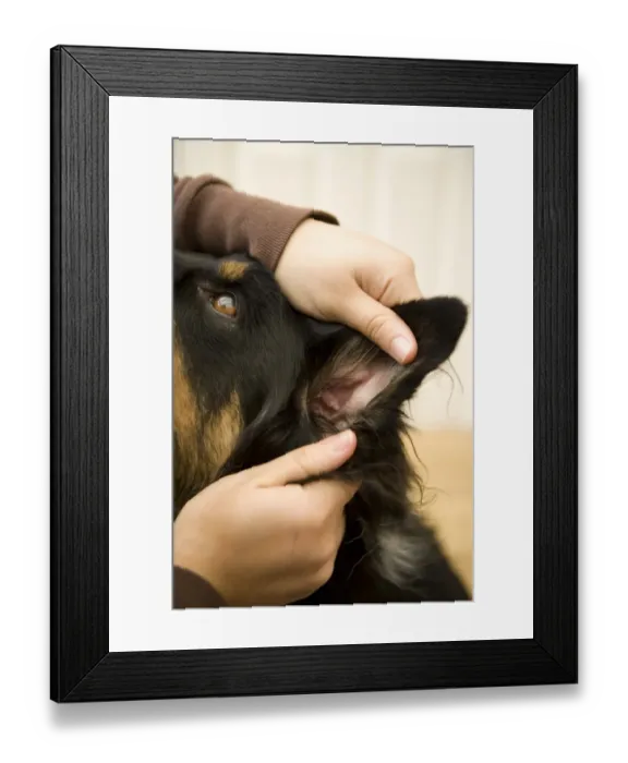 Framed Print : Domestic Dog, Border Collie, adult male, with owner inspecting ear, England, november Framed Print : Domestic Dog, Border Collie, adult male, with owner inspecting ear, England, november