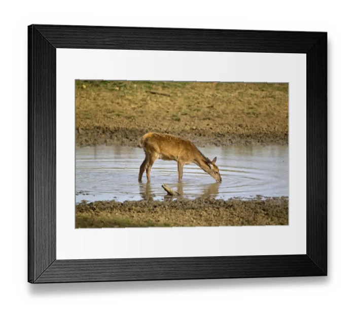 Framed Print : Red Deer (Cervus elaphus) calf, drinking, during rutting season, Minsmere RSPB Reserve, Suffolk, England, october