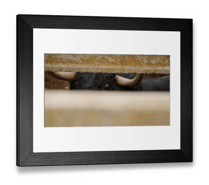 Framed Print : Domestic Cattle, Spanish Fighting Bull, fighting bull, close-up of head and horns, looking through gap in enclosure Framed Print : Domestic Cattle, Spanish Fighting Bull, fighting bull, close-up of head and horns, looking through gap in enclosure