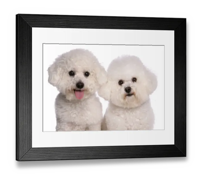 Framed Print : Domestic Dog, Bichon Frise, two adults, close-up of heads Framed Print : Domestic Dog, Bichon Frise, two adults, close-up of heads