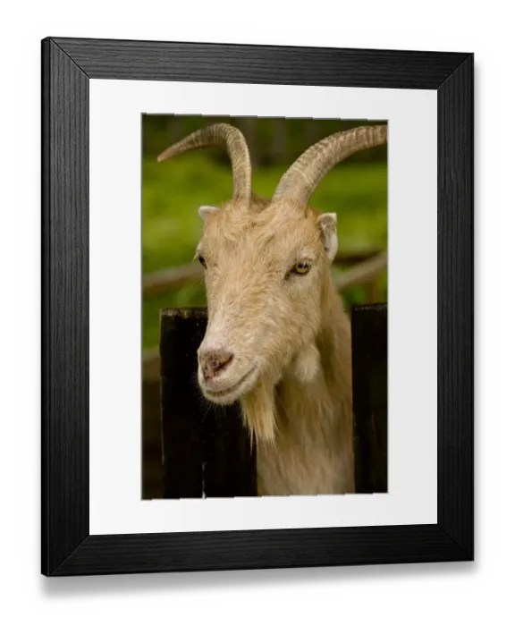Framed Print : Domestic Goat, Little-eared Goat, adult, close-up of head, Hortobagy N. P. Great Plain, Eastern Hungary, october