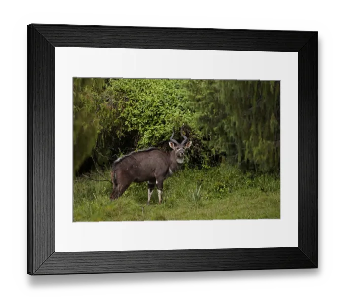 Framed Print : Mountain Nyala (Tragelaphus buxtoni) adult male, standing in juniper forest habitat, in drizzle, Bale Mountains