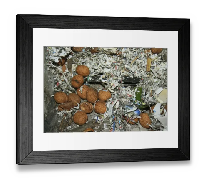 Framed Print : Wood Mouse (Apodemus sylvaticus) food cache, Common Walnut (Juglans regia)