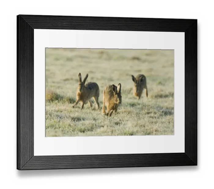 Framed Print : European Hare (Lepus europaeus) three adults, chasing, running across frost covered grass, Kent, England, february