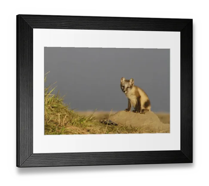 Framed Print : Arctic Fox (Alopex lagopus) cub, sitting at den, North Slope, Barrow, Alaska, U. S. A. july Framed Print : Arctic Fox (Alopex lagopus) cub, sitting at den, North Slope, Barrow, Alaska, U. S. A. july