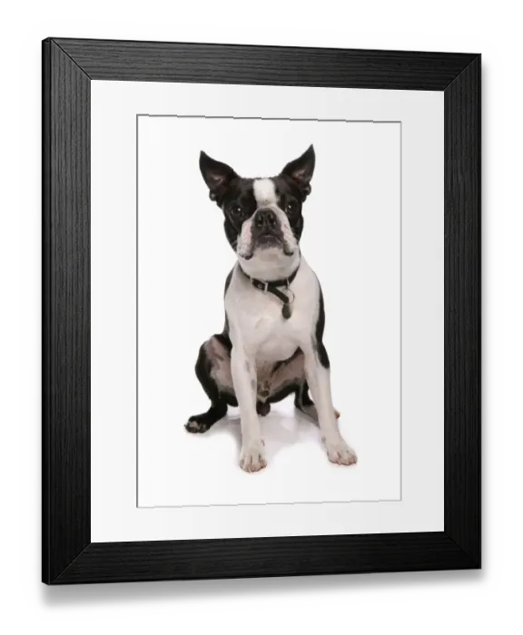 Framed Print : Domestic Dog, Boston Terrier, adult male, sitting, with collar and tag