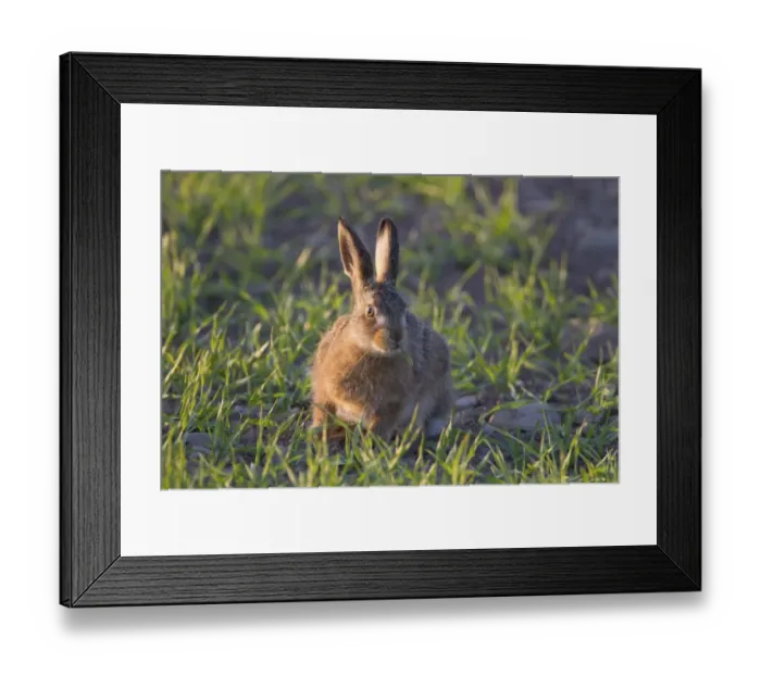 Framed Print : European Hare (Lepus europaeus) leveret, feeding in crop field, Berwickshire, Scottish Borders, Scotland, may Framed Print : European Hare (Lepus europaeus) leveret, feeding in crop field, Berwickshire, Scottish Borders, Scotland, may