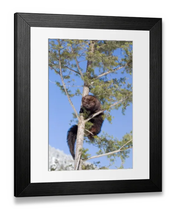 Framed Print : Fisher (Martes pennanti) adult, climbing in tree, Montana, U. S. A, january (captive) Framed Print : Fisher (Martes pennanti) adult, climbing in tree, Montana, U. S. A, january (captive)