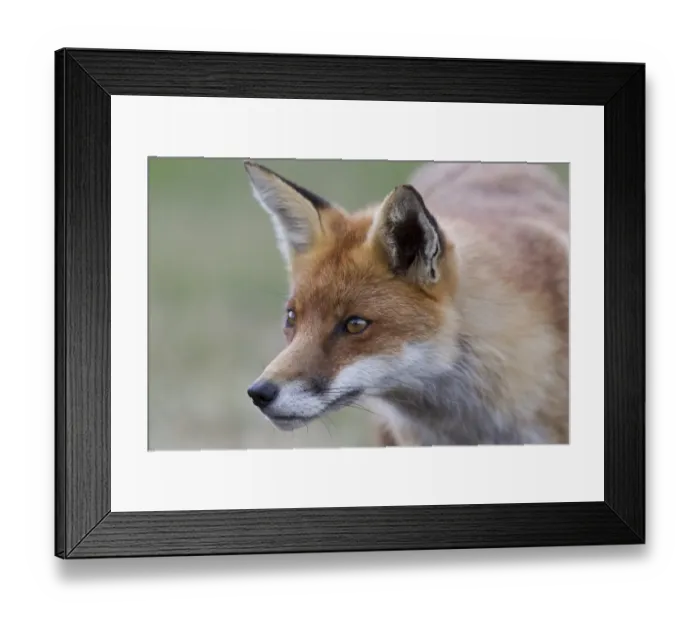 Framed Print : European Red Fox (Vulpes vulpes) adult, close-up of head, captive Framed Print : European Red Fox (Vulpes vulpes) adult, close-up of head, captive