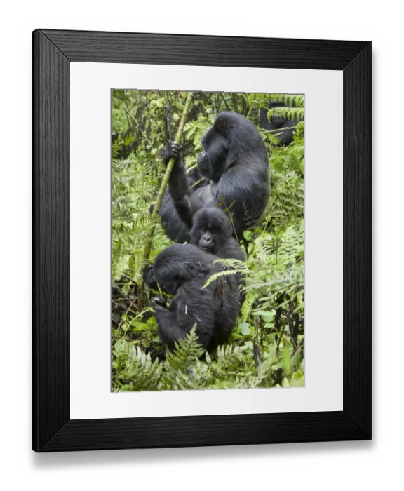 Framed Print : Mountain Gorilla (Gorilla beringei beringei) silverback adult male and young, feeding, sitting in vegetation Framed Print : Mountain Gorilla (Gorilla beringei beringei) silverback adult male and young, feeding, sitting in vegetation