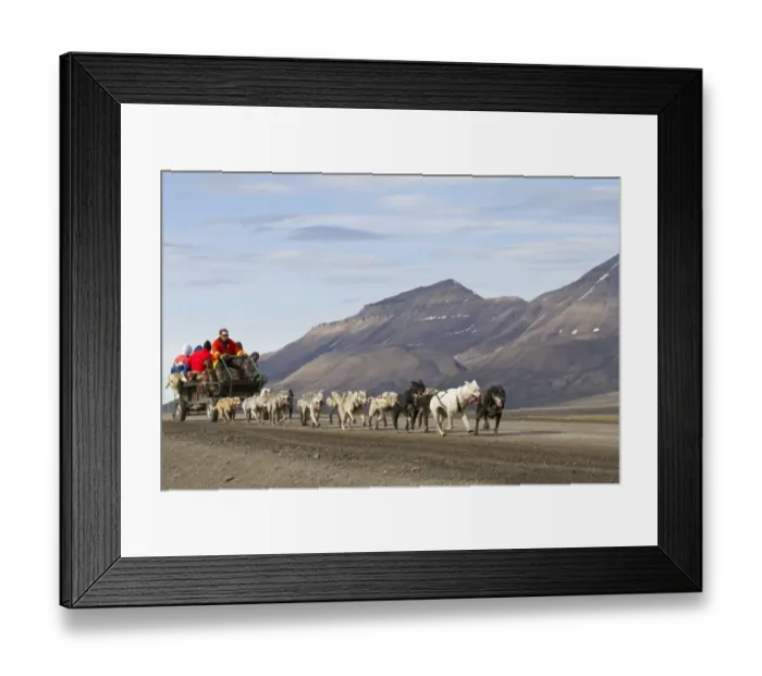 Framed Print : Domestic Dog, sled team pulling trailer with tourists, near Longyearbyen, Spitzbergen, Svalbard, july