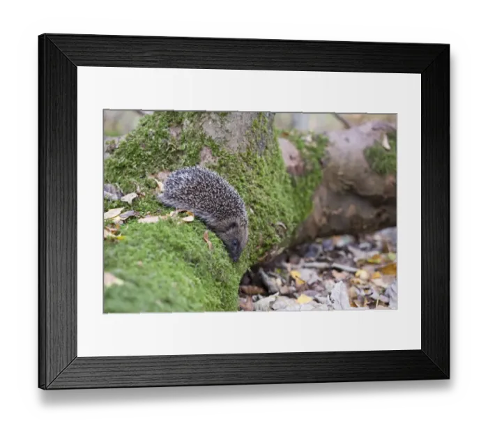 Framed Print : European Hedgehog (Erinaceus europaeus) young, on moss covered log in woodland, Norfolk, England, october Framed Print : European Hedgehog (Erinaceus europaeus) young, on moss covered log in woodland, Norfolk, England, october