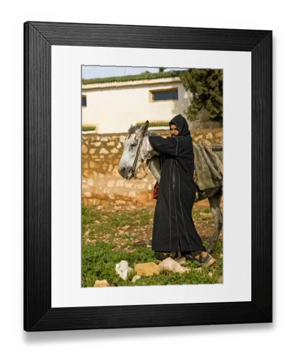 Framed Print : Mule, adult, pack animal with Berber man, near Essaouira, Morocco, february Framed Print : Mule, adult, pack animal with Berber man, near Essaouira, Morocco, february