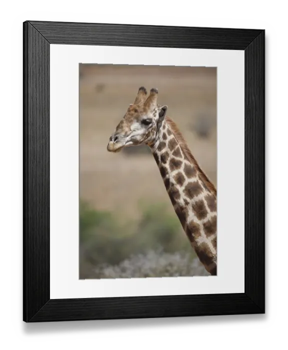 Framed Print : Cape Giraffe (Giraffa camelopardalis giraffa) adult, close-up of head and neck, Pilanesberg N. P Framed Print : Cape Giraffe (Giraffa camelopardalis giraffa) adult, close-up of head and neck, Pilanesberg N. P