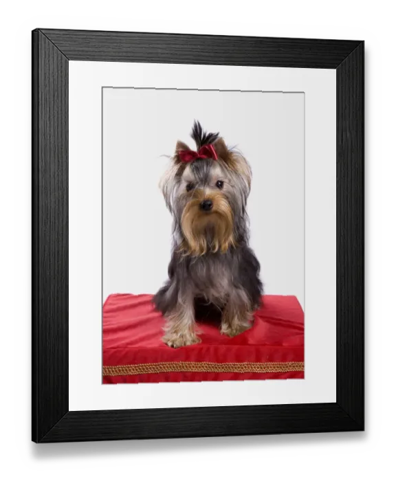 Framed Print : Domestic Dog, Yorkshire Terrier, adult female, with bow in hair, sitting on stool