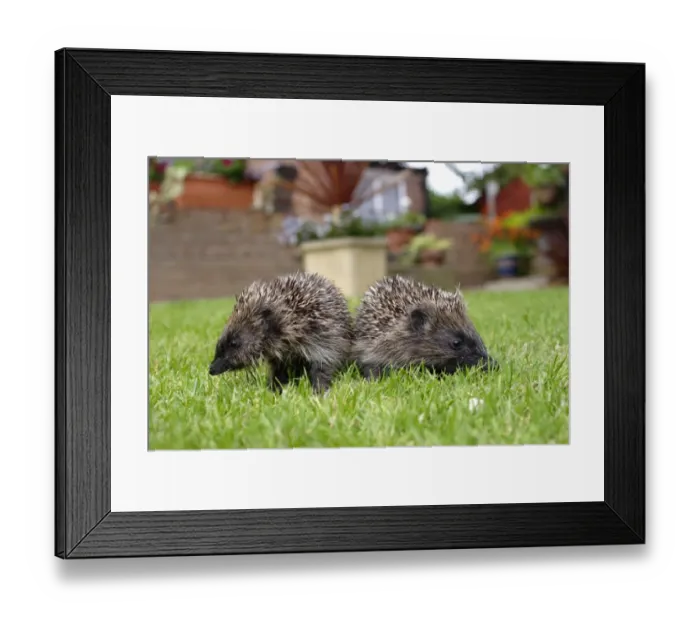 Framed Print : European Hedgehog (Erinaceus europaeus) two young, standing on garden lawn, Yorkshire, England, august Framed Print : European Hedgehog (Erinaceus europaeus) two young, standing on garden lawn, Yorkshire, England, august