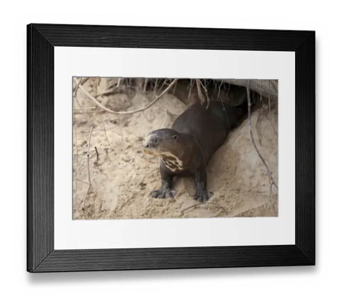 Framed Print : Giant Otter (Pteronura brasiliensis) adult, standing at den entrance in riverbank, Paraguay River, Pantanal Framed Print : Giant Otter (Pteronura brasiliensis) adult, standing at den entrance in riverbank, Paraguay River, Pantanal