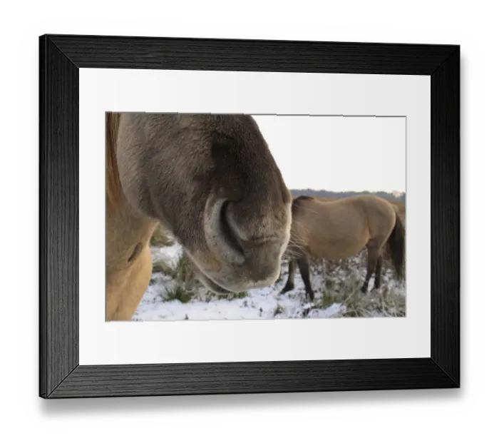 Framed Print : Konik Horse, geldings, close-up of nose, in snow covered river valley fen, Redgrave and Lopham Fen N. N. R Framed Print : Konik Horse, geldings, close-up of nose, in snow covered river valley fen, Redgrave and Lopham Fen N. N. R
