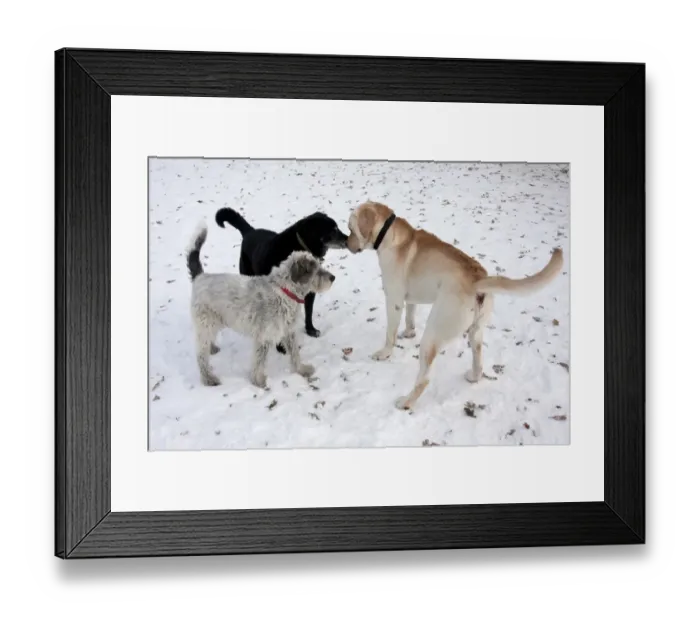 Framed Print : Domestic Dog, Greek Mountain Dog and labrador cross mongrel, elderly adults Framed Print : Domestic Dog, Greek Mountain Dog and labrador cross mongrel, elderly adults