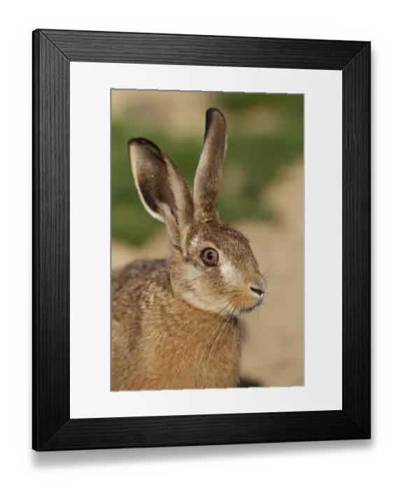 Framed Print : European Hare (Lepus europaeus) young, close-up of head, Leicestershire, England, june Framed Print : European Hare (Lepus europaeus) young, close-up of head, Leicestershire, England, june