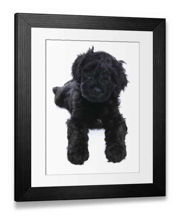 Framed Print : Domestic Dog, Portuguese Water Dog, puppy, laying Framed Print : Domestic Dog, Portuguese Water Dog, puppy, laying