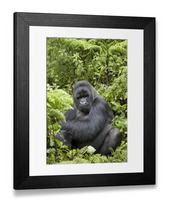 Framed Print : Mountain Gorilla (Gorilla beringei beringei) silverback adult male, sitting in vegetation, Volcanoes N. P Framed Print : Mountain Gorilla (Gorilla beringei beringei) silverback adult male, sitting in vegetation, Volcanoes N. P