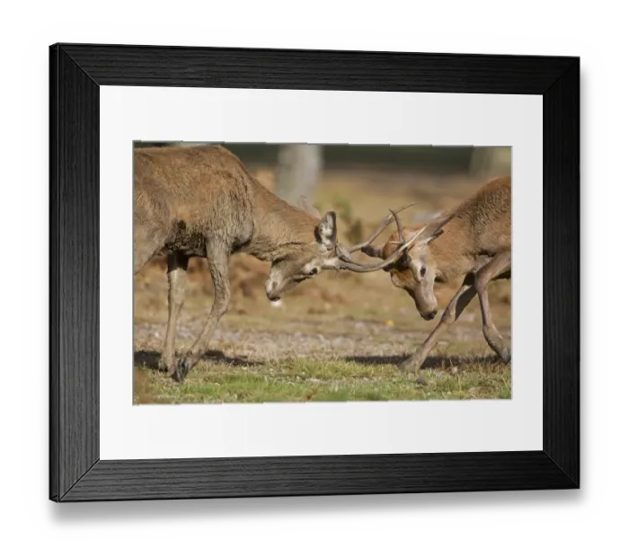 Framed Print : Red Deer (Cervus elaphus) two young stags, fighting, during rutting season, Minsmere RSPB Reserve, Suffolk, England Framed Print : Red Deer (Cervus elaphus) two young stags, fighting, during rutting season, Minsmere RSPB Reserve, Suffolk, England