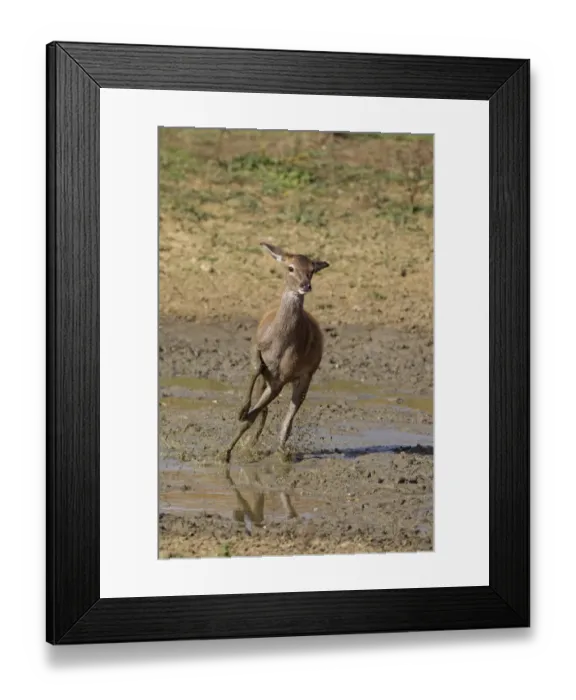 Framed Print : Red Deer (Cervus elaphus) calf, running through mud, during rutting season, Minsmere RSPB Reserve, Suffolk, England Framed Print : Red Deer (Cervus elaphus) calf, running through mud, during rutting season, Minsmere RSPB Reserve, Suffolk, England