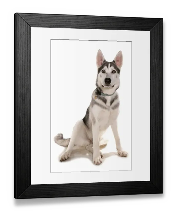Framed Print : Domestic Dog, Northern Inuit Dog, adult, sitting, with collar and tag Framed Print : Domestic Dog, Northern Inuit Dog, adult, sitting, with collar and tag