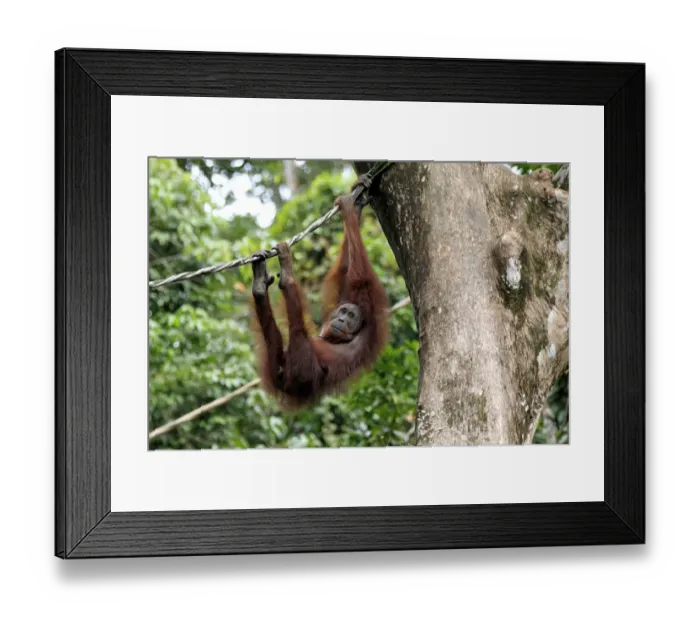 Framed Print : Bornean Orang-utan (Pongo pygmaeus) adult female, hanging from rope in tree, Sepilok Rehabilitation Centre, Sabah Framed Print : Bornean Orang-utan (Pongo pygmaeus) adult female, hanging from rope in tree, Sepilok Rehabilitation Centre, Sabah