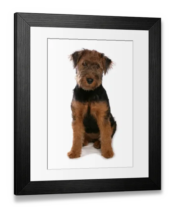 Framed Print : Domestic Dog, Welsh Terrier, puppy, sitting Framed Print : Domestic Dog, Welsh Terrier, puppy, sitting