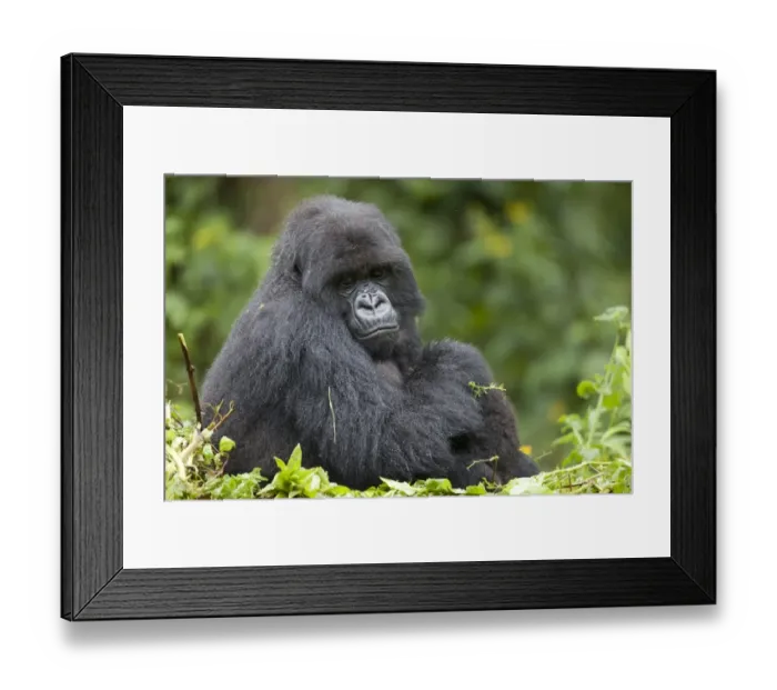 Framed Print : Mountain Gorilla (Gorilla beringei beringei) adult female with young, sitting on nest, Volcanoes N. P Framed Print : Mountain Gorilla (Gorilla beringei beringei) adult female with young, sitting on nest, Volcanoes N. P