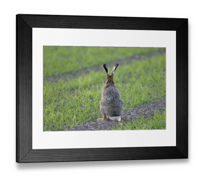 Framed Print : European Hare (Lepus europaeus) adult, rear view, sitting alert in crop field, Berwickshire, Scottish Borders Framed Print : European Hare (Lepus europaeus) adult, rear view, sitting alert in crop field, Berwickshire, Scottish Borders