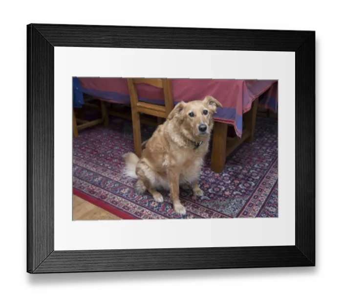 Framed Print : Domestic Dog, mongrel, elderly adult male, sitting on rug beside table and chairs, England Framed Print : Domestic Dog, mongrel, elderly adult male, sitting on rug beside table and chairs, England