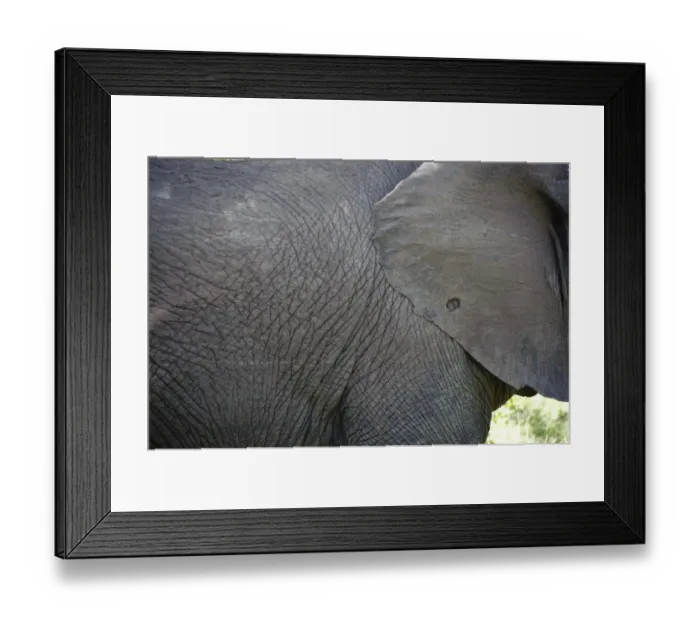 Framed Print : African Elephant (Loxodonta africana) adult, close-up of ear and body, Kruger N. P. Mpumalanga, South Africa