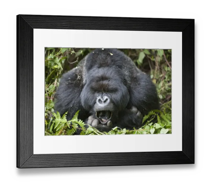 Framed Print : Mountain Gorilla (Gorilla beringei beringei) silverback adult male, close-up of head and shoulders, yawning Framed Print : Mountain Gorilla (Gorilla beringei beringei) silverback adult male, close-up of head and shoulders, yawning