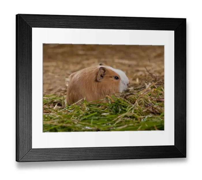 Framed Print : Domestic Guinea Pig (Cavia porcellus) young, feeding on grass, standing on straw bedding, Whitewell, Lancashire Framed Print : Domestic Guinea Pig (Cavia porcellus) young, feeding on grass, standing on straw bedding, Whitewell, Lancashire