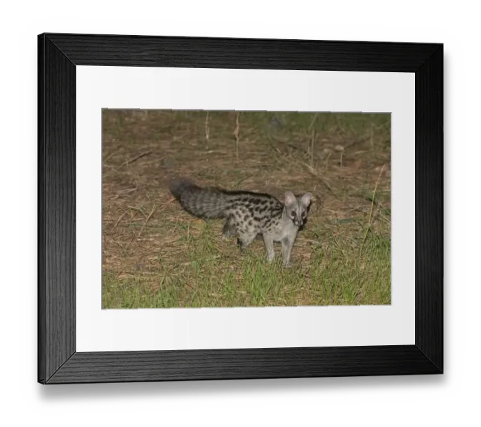 Framed Print : Small-spotted Genet (Genetta genetta) adult, hunting on ground at night, Spain Framed Print : Small-spotted Genet (Genetta genetta) adult, hunting on ground at night, Spain