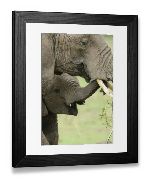 Framed Print : African Elephant (Loxodonta africana) adult female with calf, close-up of heads, feeding on acacia branch, Masai Mara