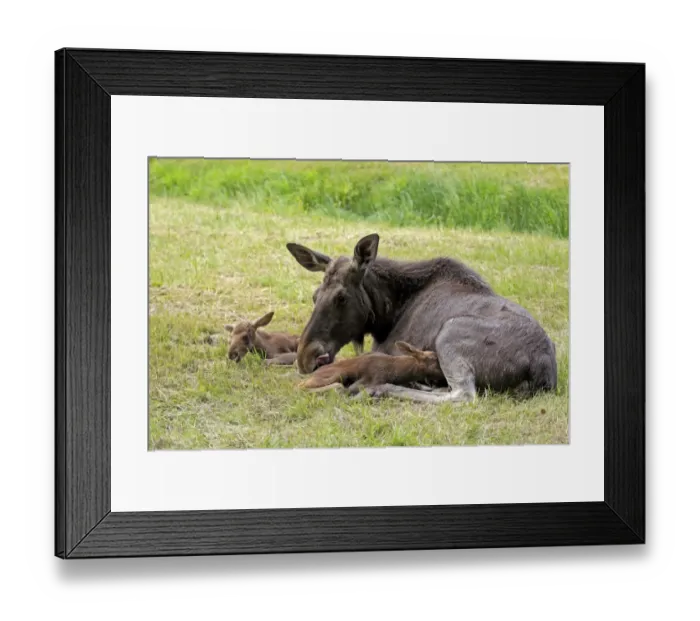Framed Print : European Moose (Alces alces alces) adult female with two calves, suckling, may (captive)