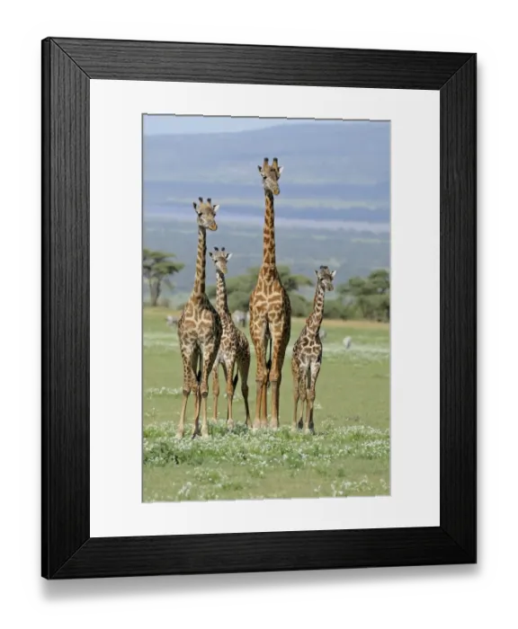 Framed Print : Masai Giraffe (Giraffa camelopardalis tippelskirchi) adults and young, standing in savanna with zebras in background