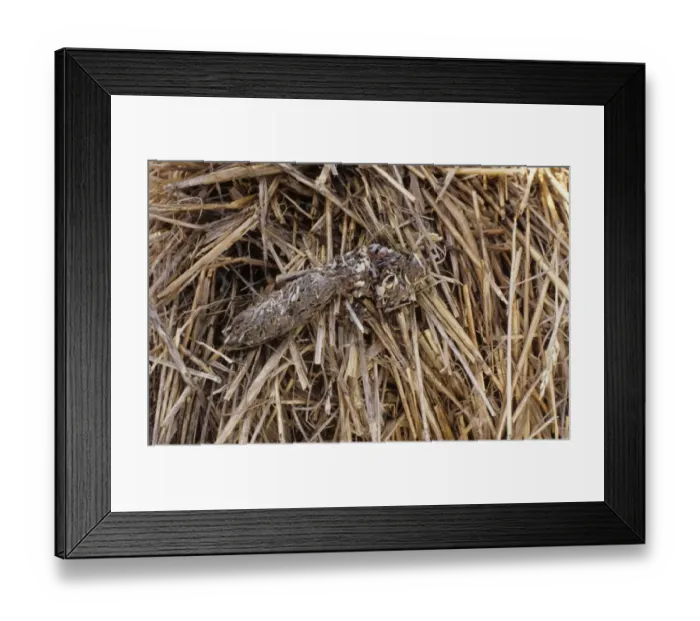 Framed Print : European Red Fox (Vulpes vulpes) dropping, containing quills and bones, on farmland, West Sussex, England, october Framed Print : European Red Fox (Vulpes vulpes) dropping, containing quills and bones, on farmland, West Sussex, England, october