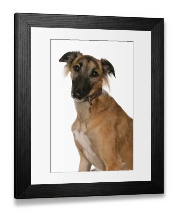 Framed Print : Domestic Dog, Saluki, adult, close-up of head, with collar and tag