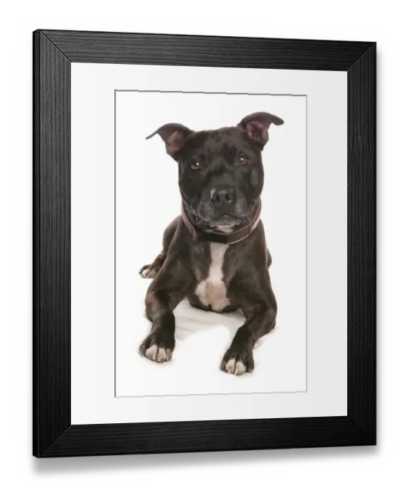 Framed Print : Domestic Dog, Staffordshire Bull Terrier, adult, laying Framed Print : Domestic Dog, Staffordshire Bull Terrier, adult, laying