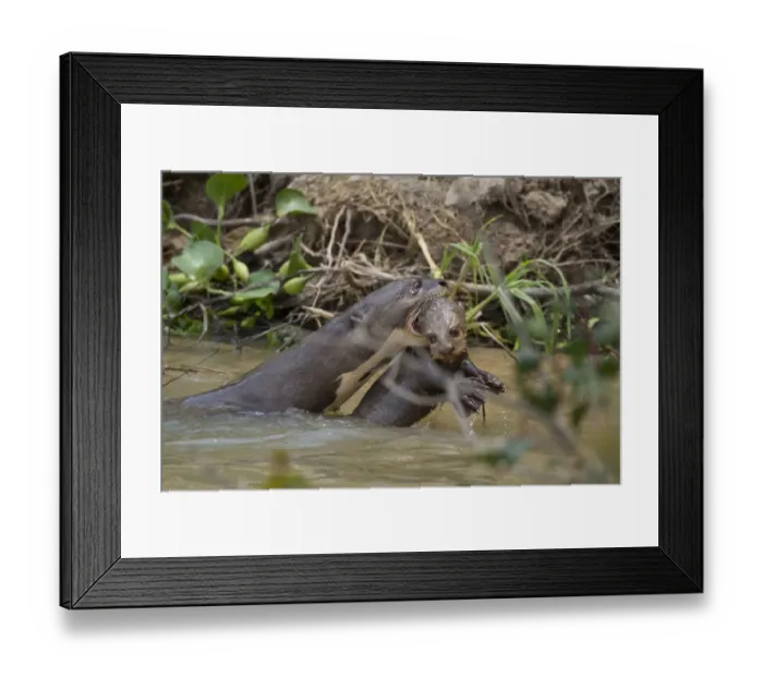 Framed Print : Giant Otter (Pteronura brasiliensis) adult, swimming and carrying young in mouth, Paraguay River, Pantanal Framed Print : Giant Otter (Pteronura brasiliensis) adult, swimming and carrying young in mouth, Paraguay River, Pantanal