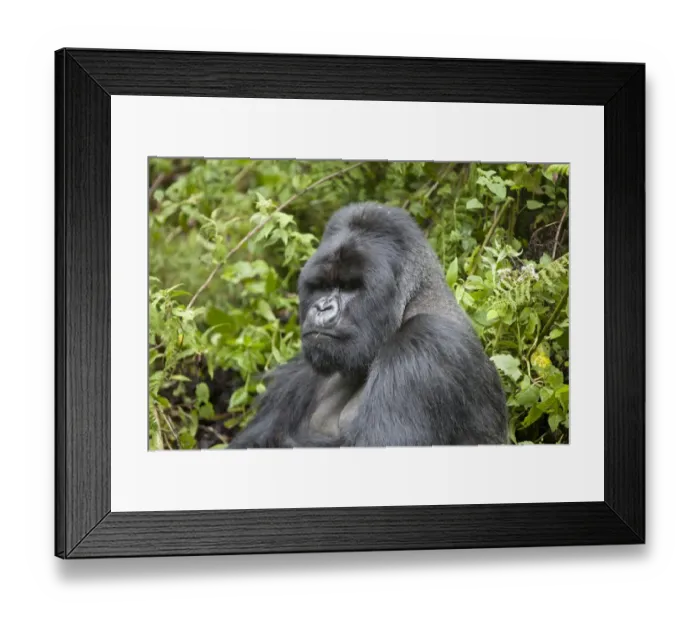 Framed Print : Mountain Gorilla (Gorilla beringei beringei) silverback adult male, close-up of head and shoulders Framed Print : Mountain Gorilla (Gorilla beringei beringei) silverback adult male, close-up of head and shoulders