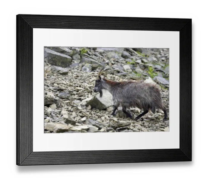 Framed Print : Feral Goat (Capra hircus) adult, walking on scree slope in dry valley, Valley of the Rocks, Lynton, Exmoor N. P Framed Print : Feral Goat (Capra hircus) adult, walking on scree slope in dry valley, Valley of the Rocks, Lynton, Exmoor N. P