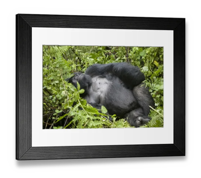 Framed Print : Mountain Gorilla (Gorilla beringei beringei) silverback adult male, resting in vegetation, Volcanoes N. P Framed Print : Mountain Gorilla (Gorilla beringei beringei) silverback adult male, resting in vegetation, Volcanoes N. P