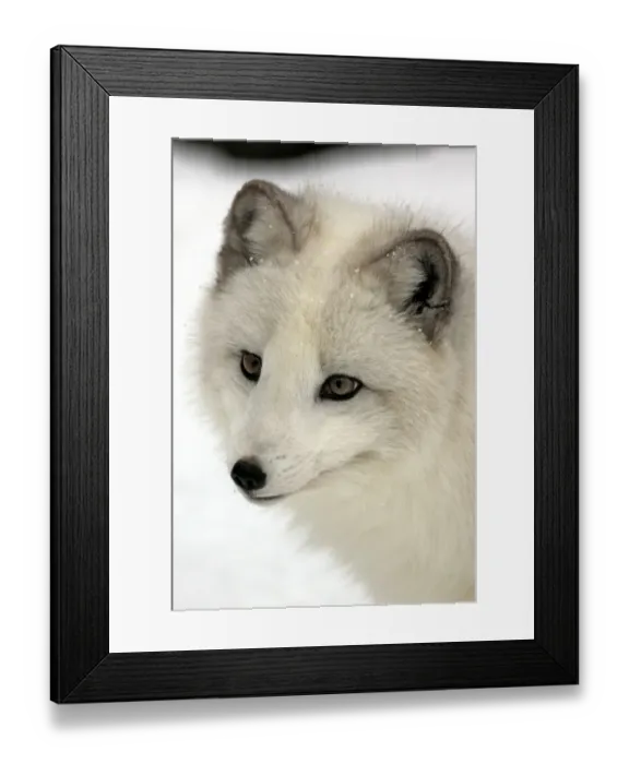 Framed Print : Arctic Fox (Alopex lagopus) adult, white winter coat, close-up of head, in snow, winter (captive) Framed Print : Arctic Fox (Alopex lagopus) adult, white winter coat, close-up of head, in snow, winter (captive)